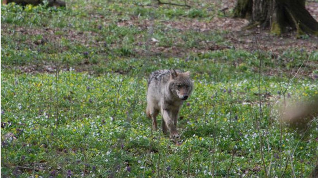 Steeds meer wolven bezoeken onze provincie (Rechten: RUG)