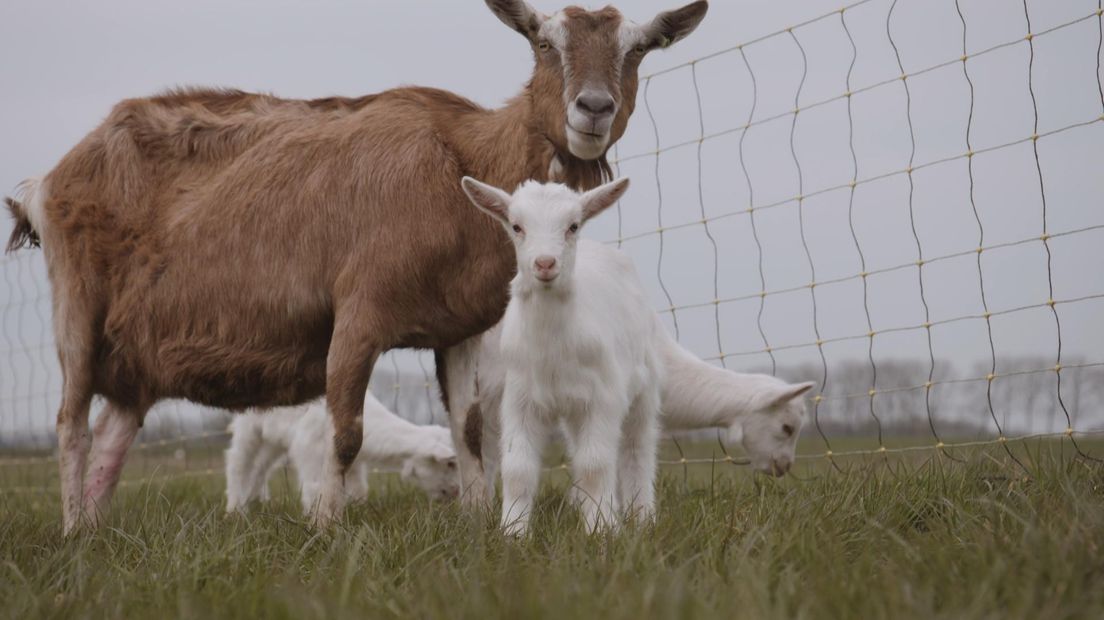 De kleine geitjes blijven 12 weken bij de moeder