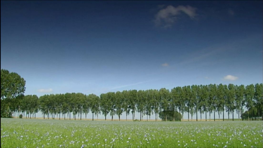 Hedwigepolder