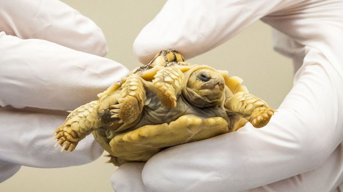 Tweekoppige schildpad geboren: 'Mijn vriendin begon te gillen'