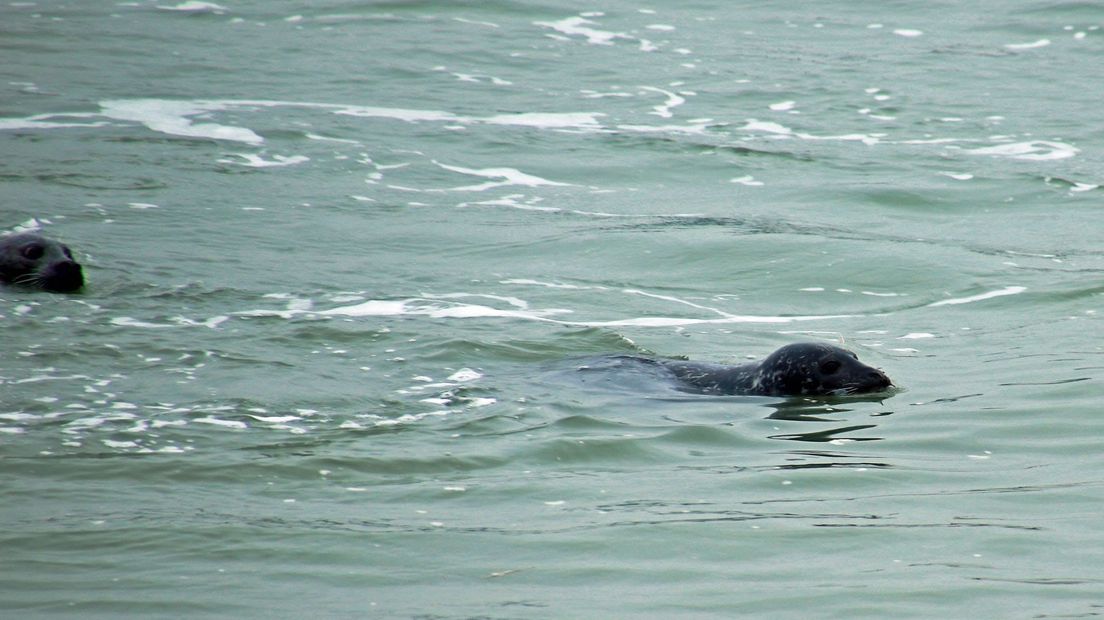 Vissers zagen dit weekend meerdere zeehonden bij elkaar zwemmen.