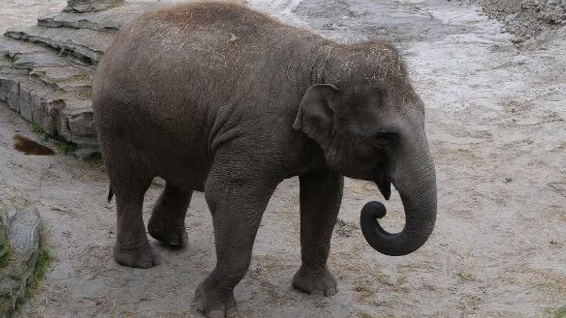 Wildlands zwangere olifant