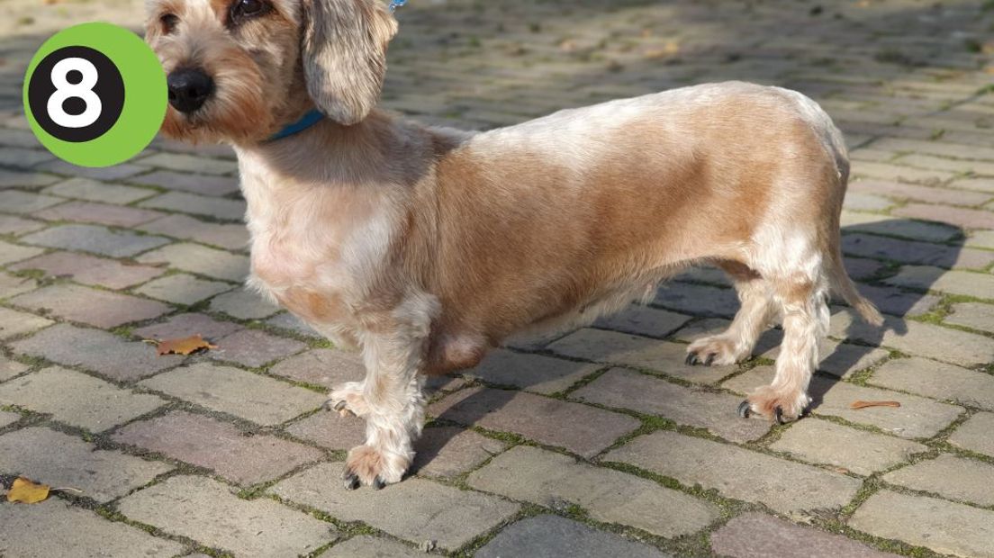 Een vermiste hond is na meer dan tien jaar herenigd met haar baasjes. Dierencentrum Achterhoek laat weten dat de teckel, genaamd Limo, in zeer slechte staat op straat werd aangetroffen in Gaanderen.