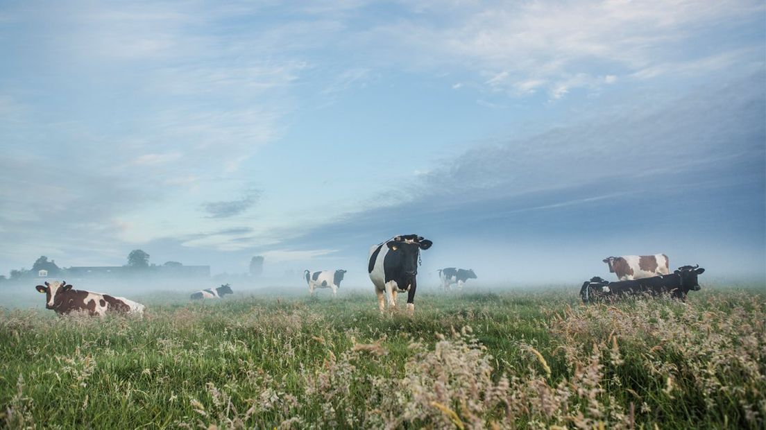 Koeien in de wei in het Groene Hart. | Foto Maarten Koch