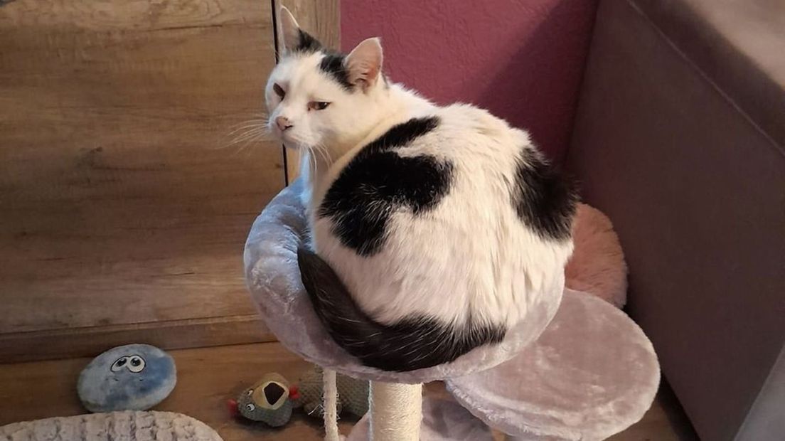 Mason, de kat van Stijny Winkelman die sinds vrijdag 20 mei spoorloos is.