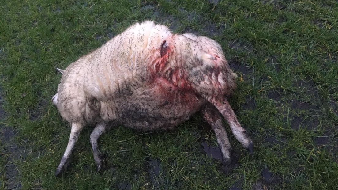 Een van de doodgebeten schapen (Rechten: Rolf Smit)