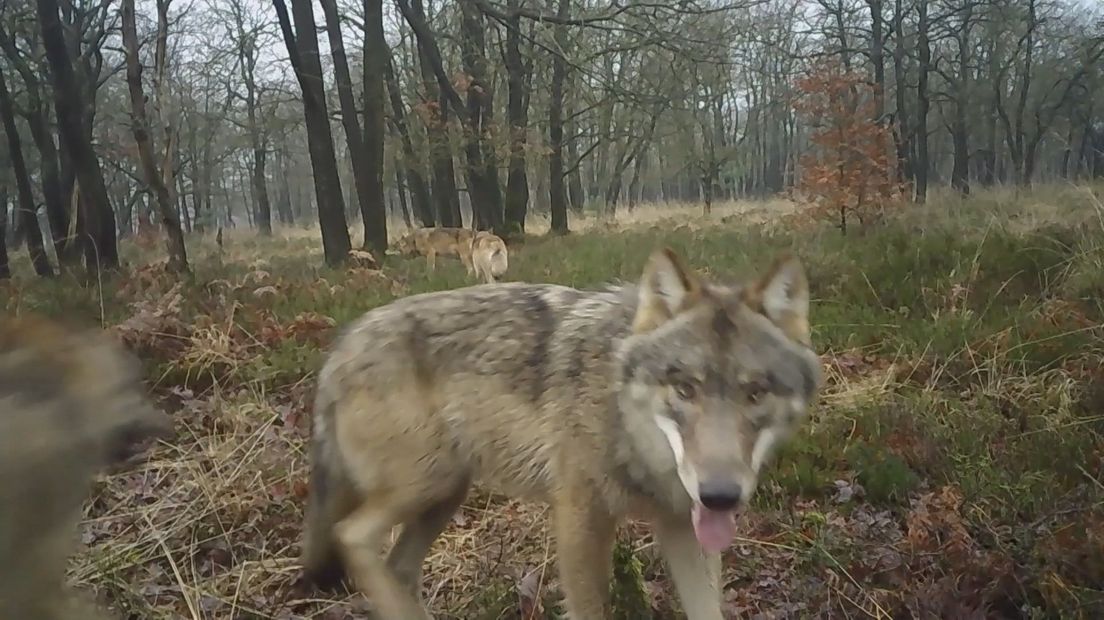 Almeloër comes face to face with four wolves: “This could be fatal”