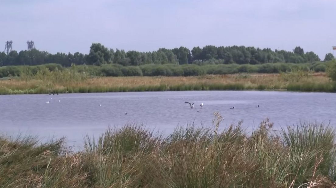 In het natuurgebied Zaanse Rietveld leven onder meer libellen, waterspitsmuizen, scholeksters, kievits en lepelaars