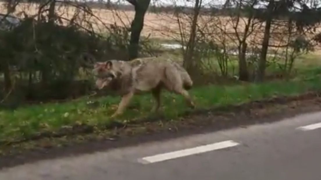 De wolf eerder in de buurt van Meppen, Duitsland