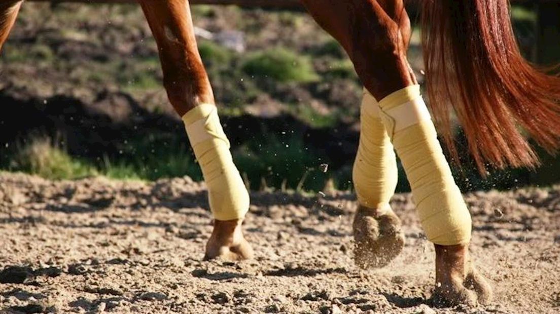 Misbruiker paarden uit Hengelo opgepakt