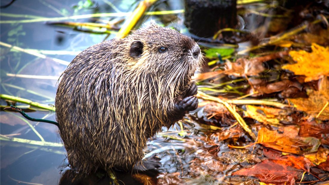 Muskusratten veroorzaken minder schade in Zuidwest-Drenthe (Rechten: Pixabay)