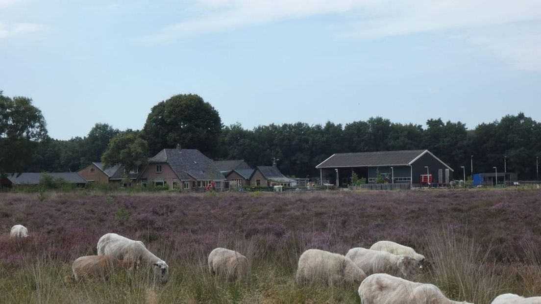 Denk je aan heide, dan denk je aan schapen.