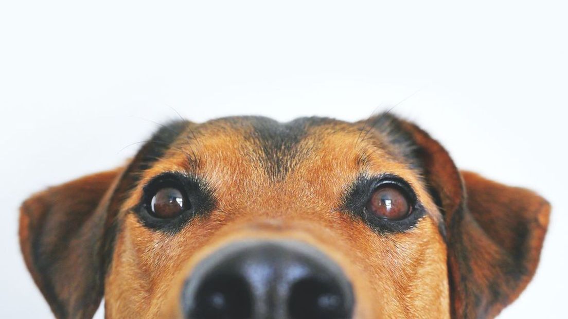 De fiscus pikt straks geen graantje meer mee van de honden in Renkum.