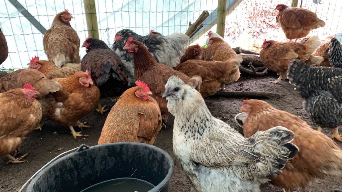Kippen bij Flappus in een provisorisch hok