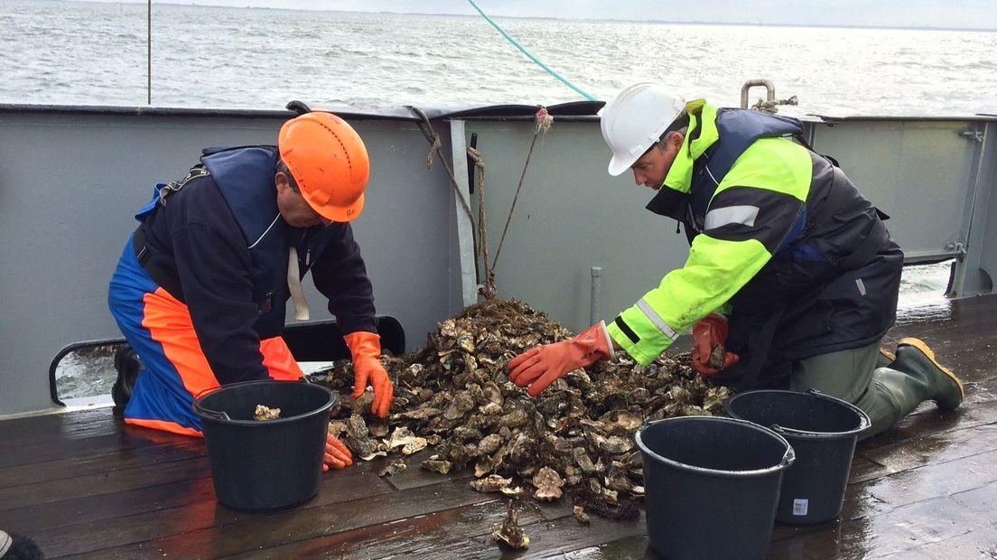 Bemonstering Oosterschelde TTX onderzoek