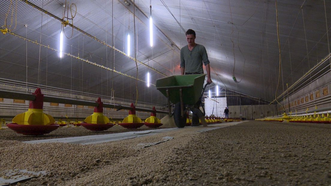 Lege vleeskuiken-stal door vervoersverbod Vogelgriep