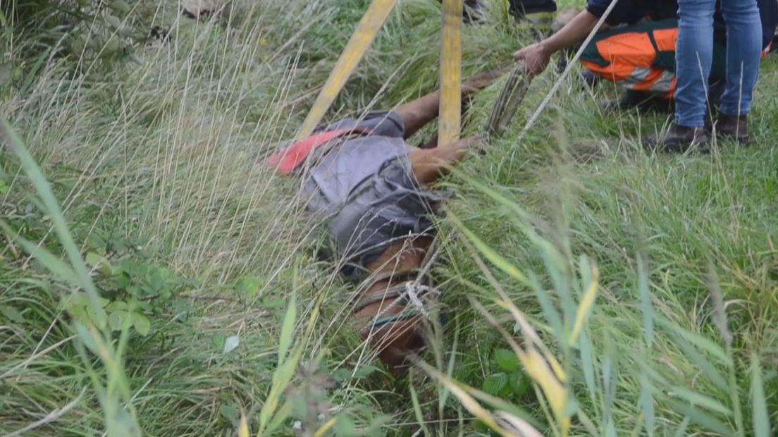 Brandweer redt paard uit sloot Biggekerke
