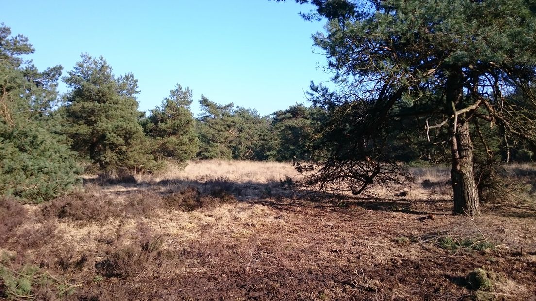In het Dwingelderveld vind je heide, bossen, jeneverbessen en vennetjes (Rechten: RTV Drenthe/Jörn Reuvers)