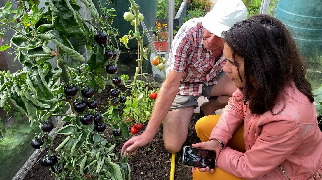 Fietsend je eten bij elkaar sprokkelen: 'Zwarte tomaten? Nog nooit van gehoord' - RTV Utrecht