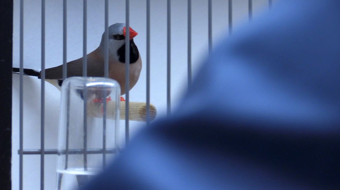 Wordt dit de mooiste vogel?