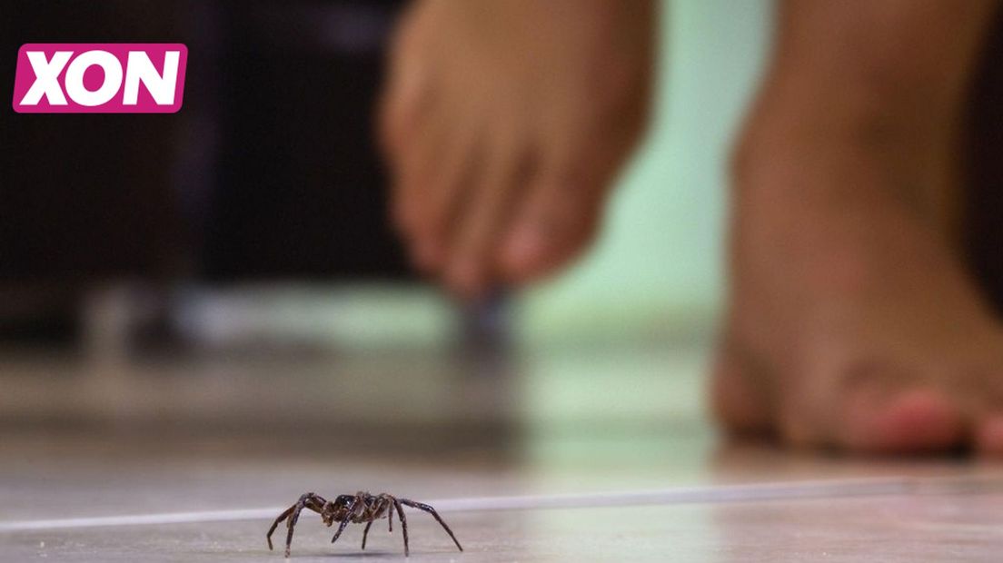 Meer en grotere spinnen in Nederland