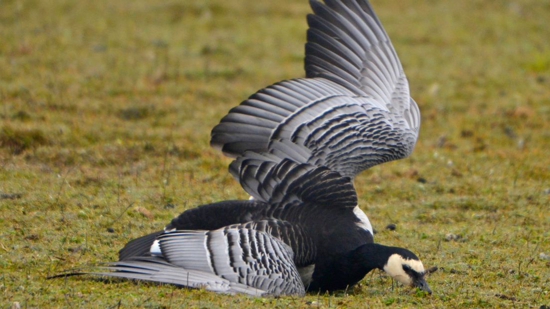 Een brandgans met vogelgriep