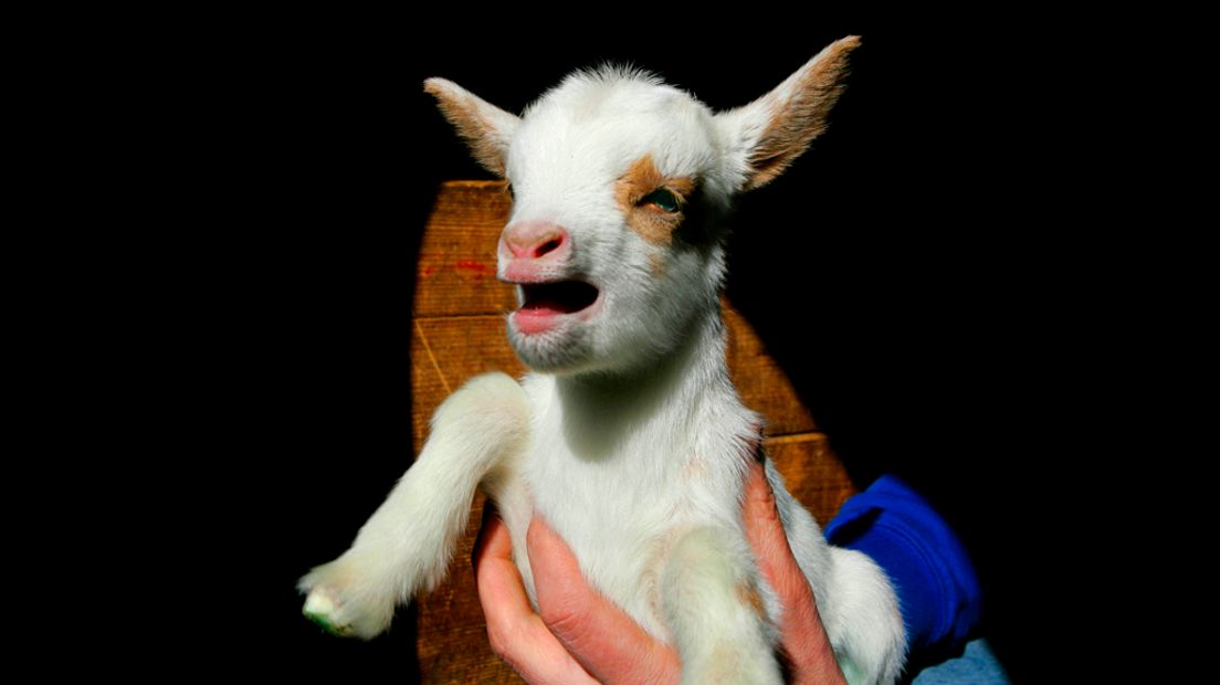 Een jong geitje op een kinderboerderij.