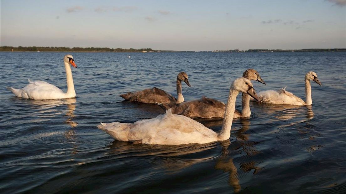 Afschot knobbelzwanen moet stoppen, zegt Dierenbescherming