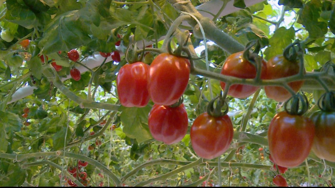 Zeeuws-Vlaamse primeur: 'kunstlicht-tomaten'