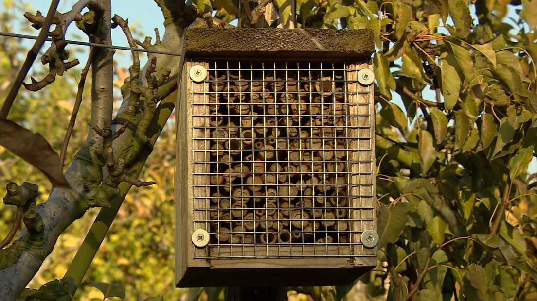 Wilde bijen hebben hulp nodig: toon een beetje gastvrijheid