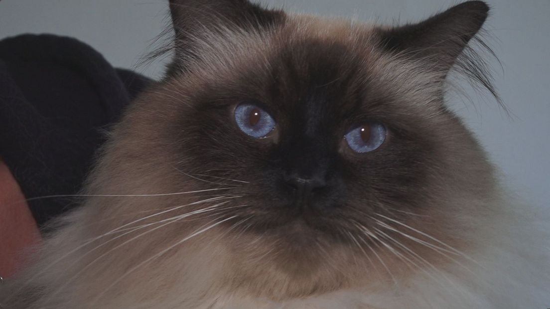 Mowgli, de voormalige pleegkat van Elisah Vente