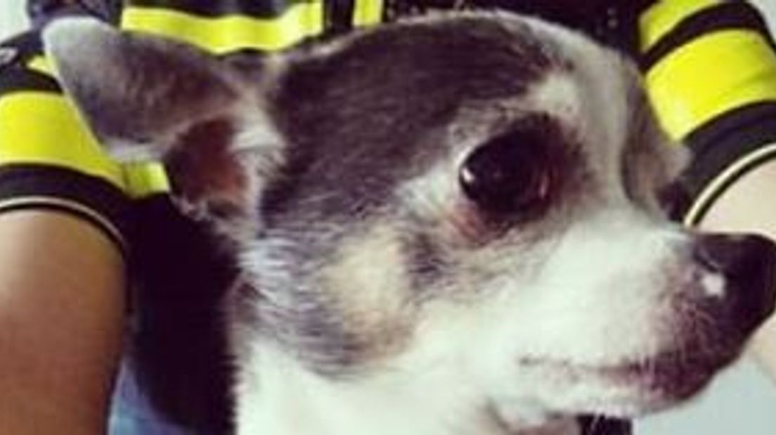 De chihuahua