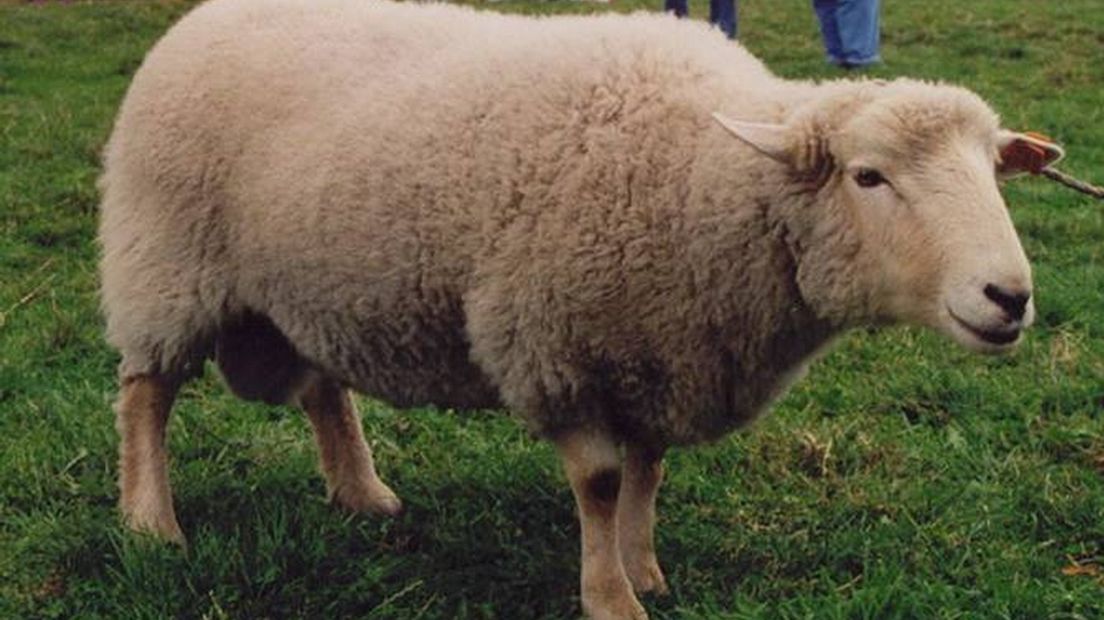 Dit is niet een van de schapen uit het verhaal