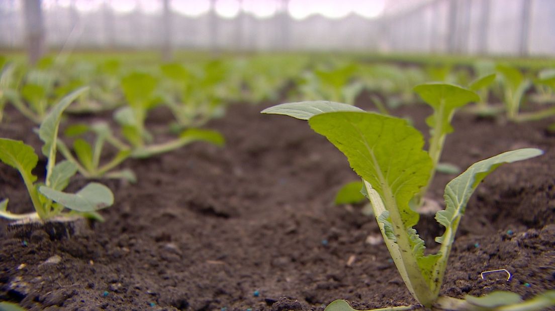 Steeds meer grond in handen van biologische boeren (video)