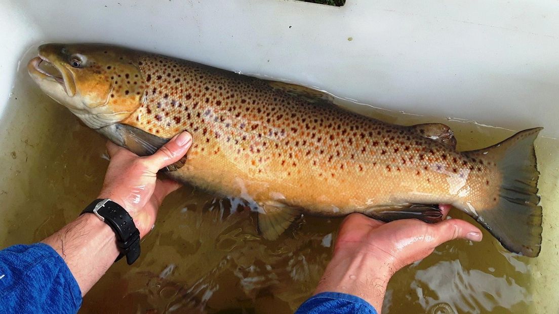 Zeeforellen in de Vecht zwemmen met zender naar Duitsland