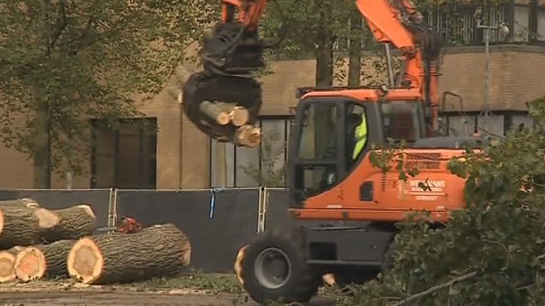 Bomenkap Den Haag