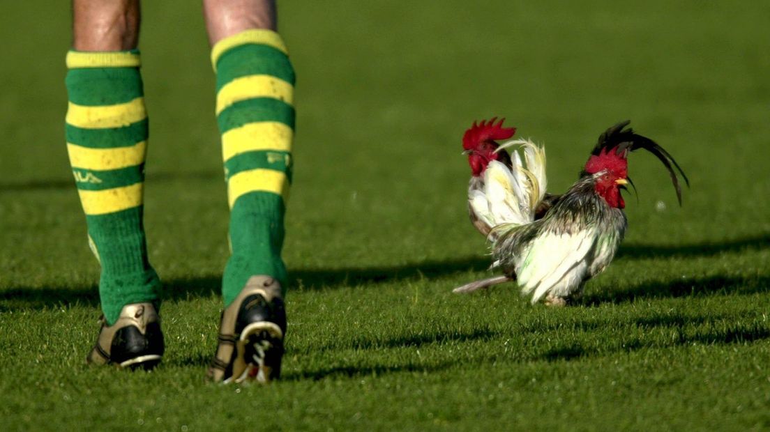 Deze foto is uit 2003, toen twee hanen op het veld liepen tijdens ADO Den Haag - FC Volendam