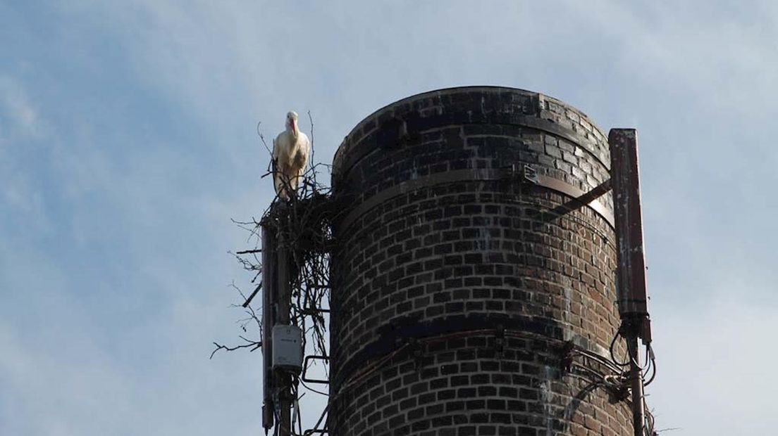 Ooievaars bouwen opnieuw nest op schoorsteen kaasfabriek Rouveen