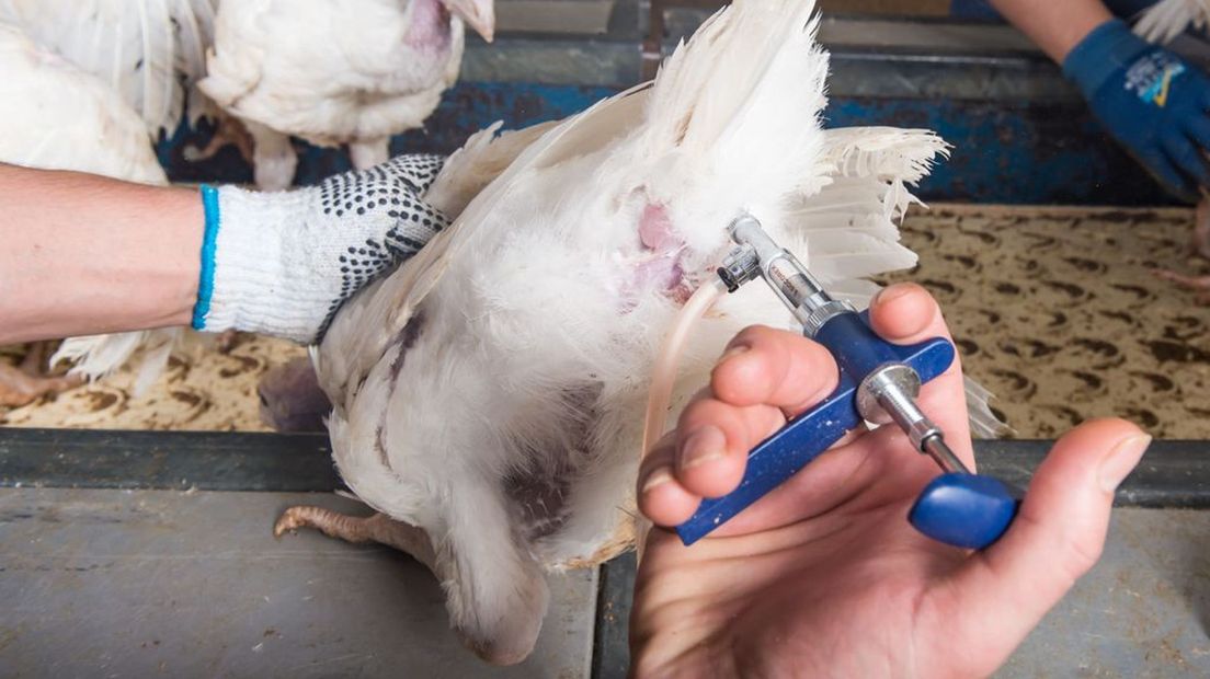 Voor andere ziekten wordt pluimvee al wel gevaccineerd.