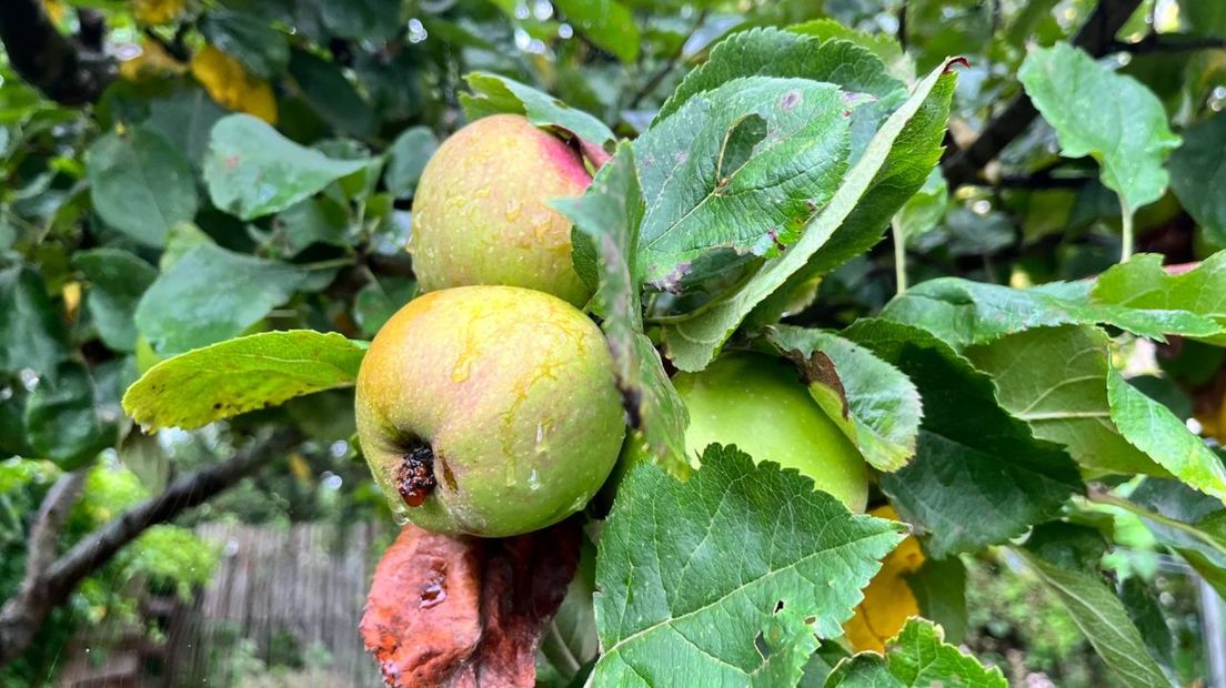 Appels aan de boom