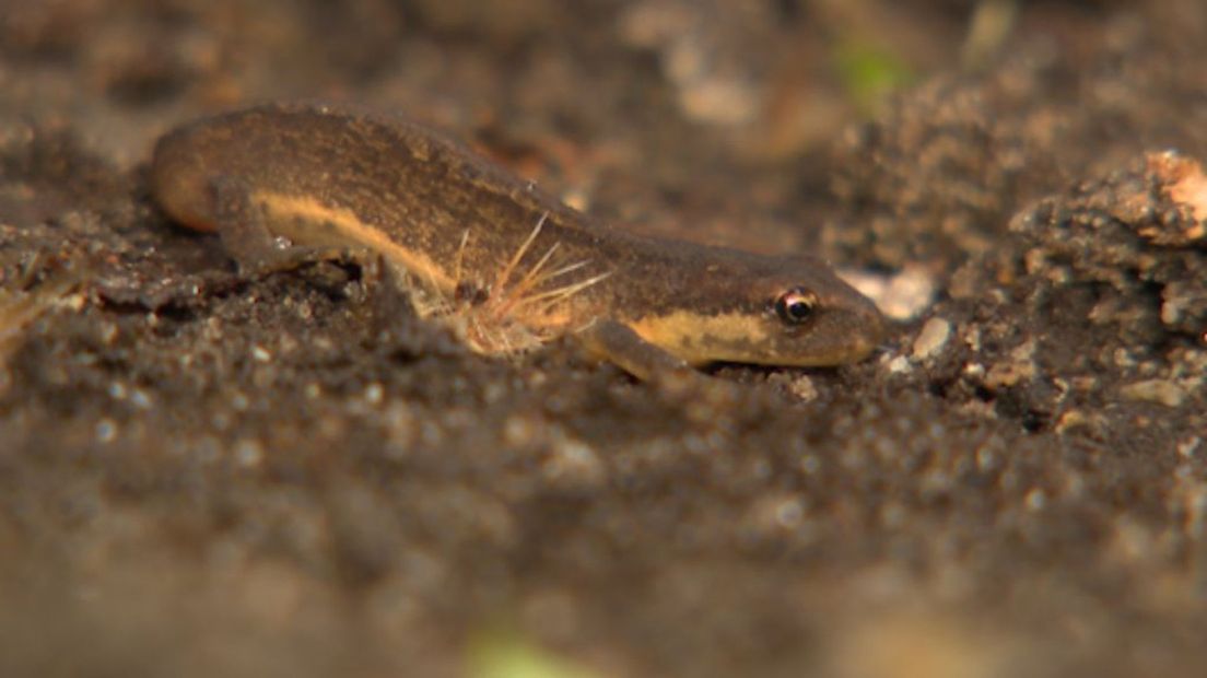 Ook deze salamander is een bodemdier.