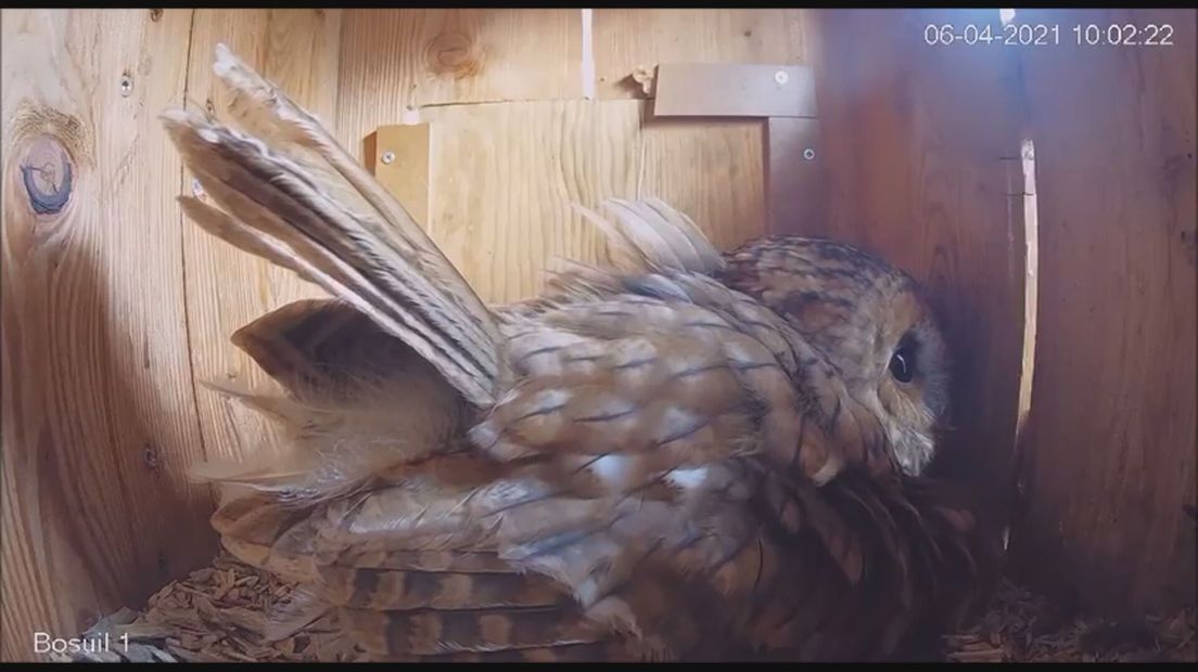 Broedende bosuil schrikt van buizerd