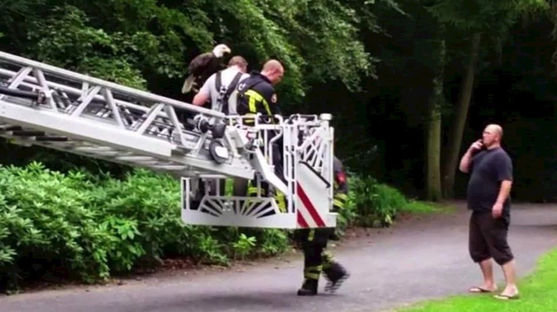 Brandweer redt zeearend uit boom Enschede