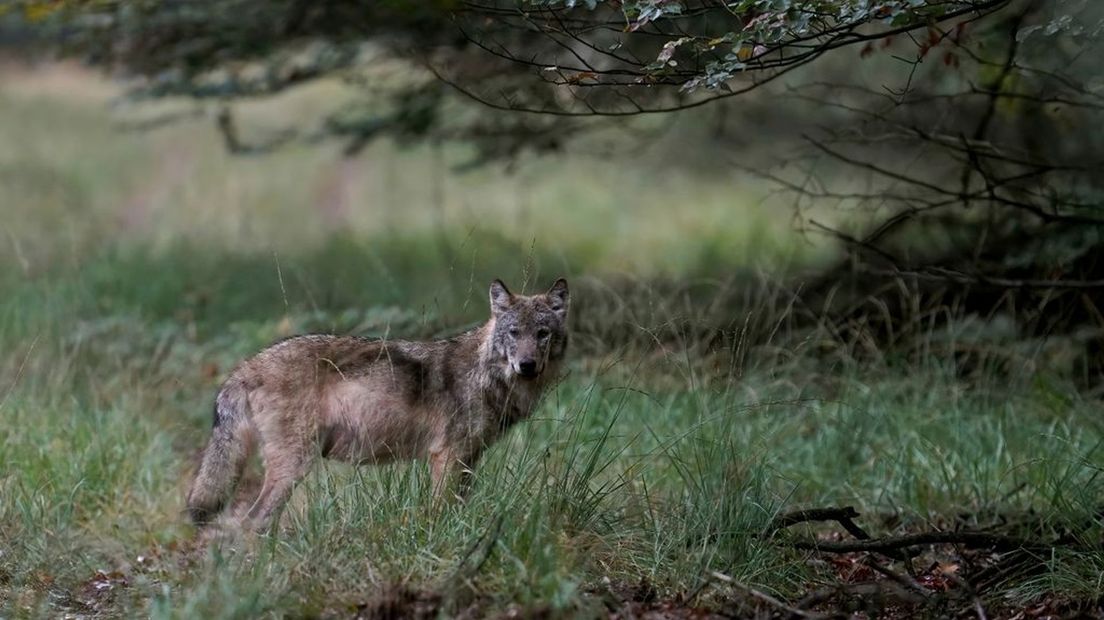 Een wolf op de Veluwe.