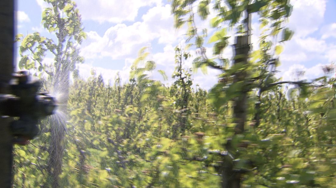 Peren zonder klokhuis door forse vorstschade (video)