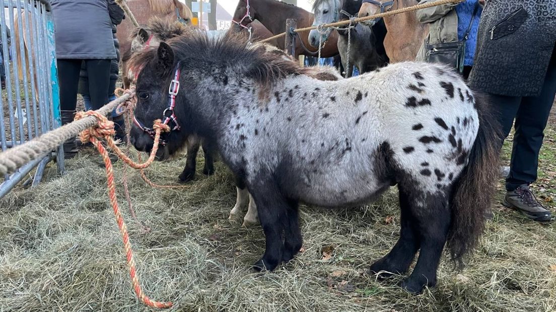Een pony