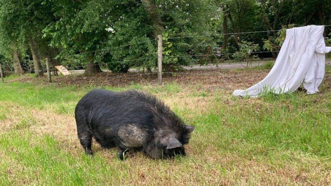 Het varken is waarschijnlijk gedumpt