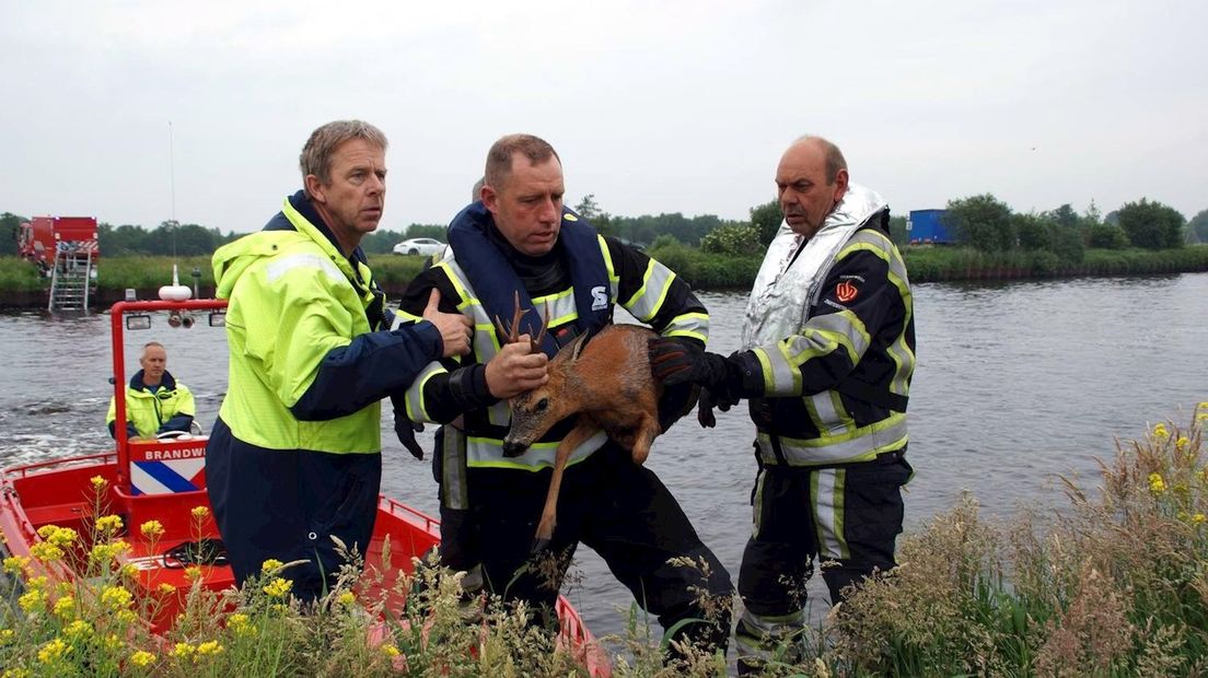 Ree bij Baarlo teruggezet op de oever