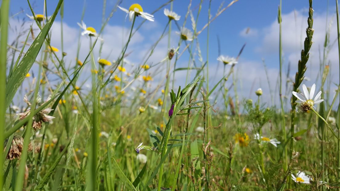 Bloemrijke berm Benneveld
