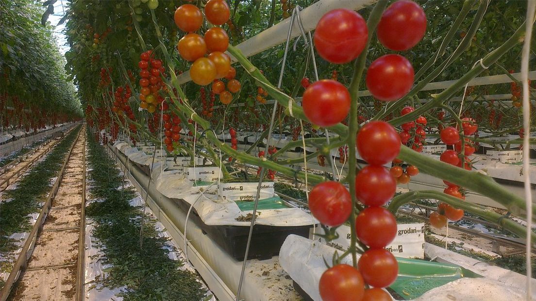 Een kas met tomaten in het Westland